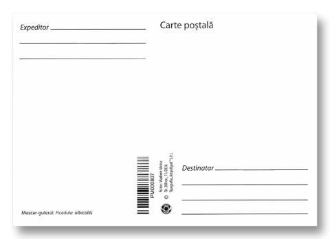 IM0166 „Păsări cântătoare din arealul Moldovei” (ilustrată maximă „Muscar gulerat. Ficedula albicollis.” )
