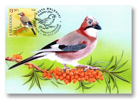 IM0169 „Păsări cântătoare din arealul Moldovei” (verso ilustrată maximă „Gaiță. Garrulus glandarius.” )