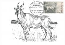 IM0065 ”Animale dispărute din fauna Moldovei” /”Antilopa de tip africană. Pontoceros .”, marca MP0750/