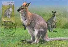 IM0078 ”Grădina Zoologică din Chișinău.” /”Cangur Benneta. Macropus rufogriseus.”, marca MP0859/