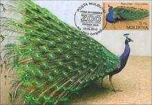 IM0079 ”Grădina Zoologică din Chișinău.” /”Păun comun. Pavocristatus.”, marca MP0860/