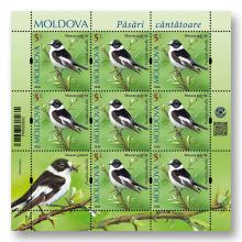 MP1416 „Songbirds from the Territory of Moldova” (sheet „Collared flycatcher. Ficedula albicollis.”)