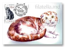 IM0172 „Pisici de rasă” (verso ilustrată maximă „Scottish Fold”)