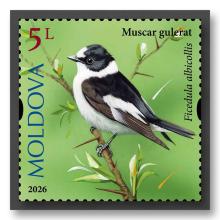 MP1416 „Songbirds from the Territory of Moldova” (stamp „Collared flycatcher. Ficedula albicollis.”)