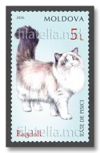 MP1427 „Pisici de rasă” (marca „Ragdoll”)